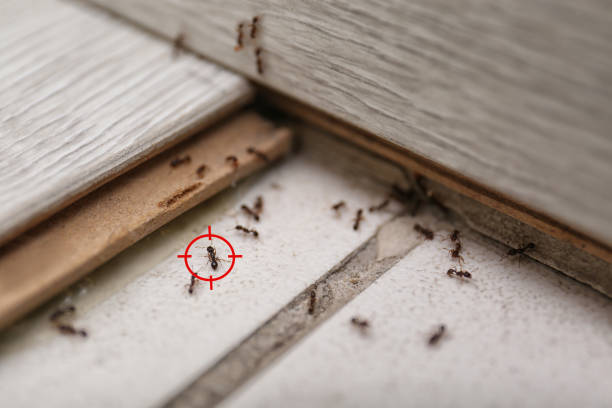 Best Affordable Pest Control Services  in Chevy Chase Village, MD