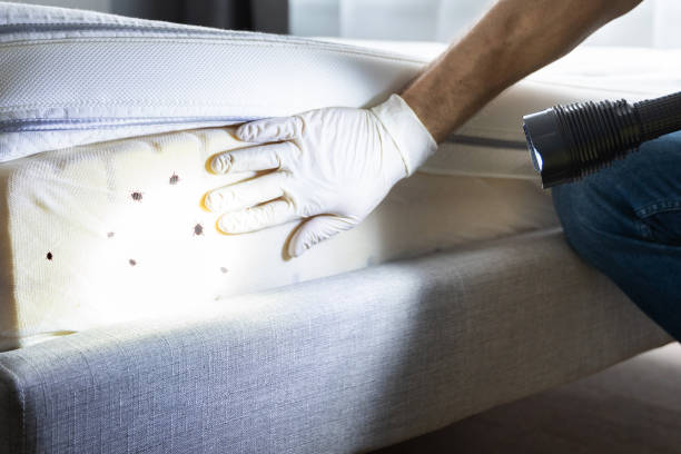Best Cockroach Control Services  in Chevy Chase Village, MD