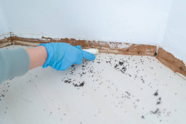 Best Pest Removal Services  in Chevy Chase Village, MD